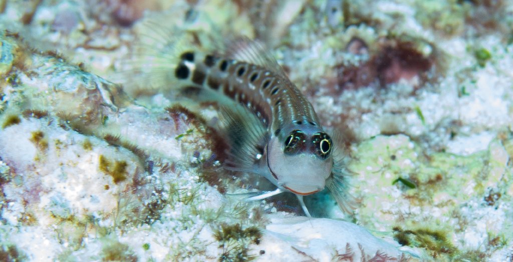 Ocular Combtooth Blenny
