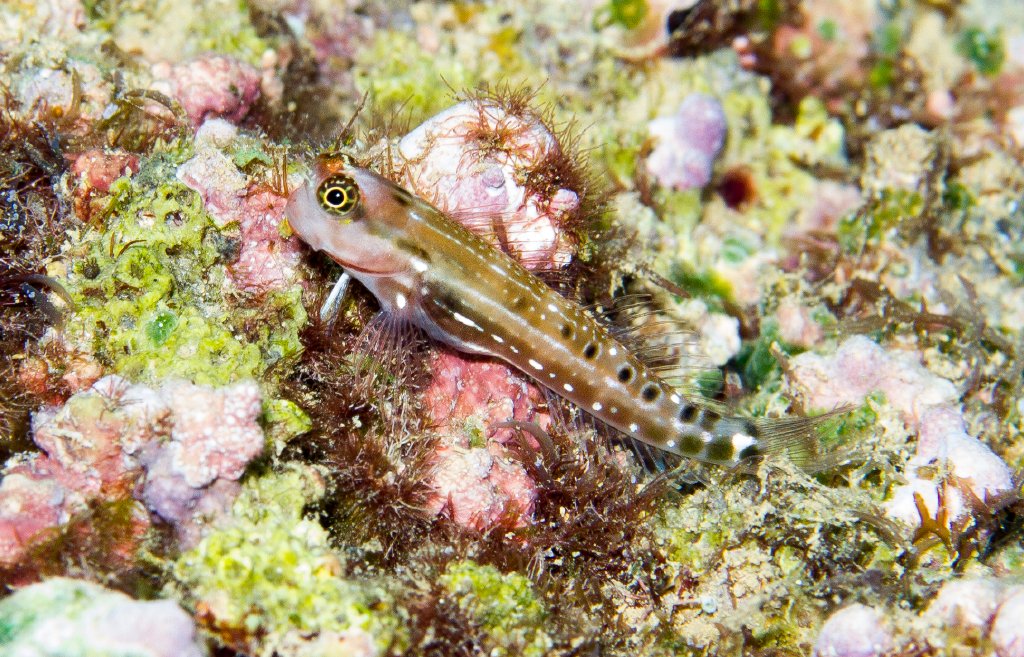 Ocular Combtooth Blenny