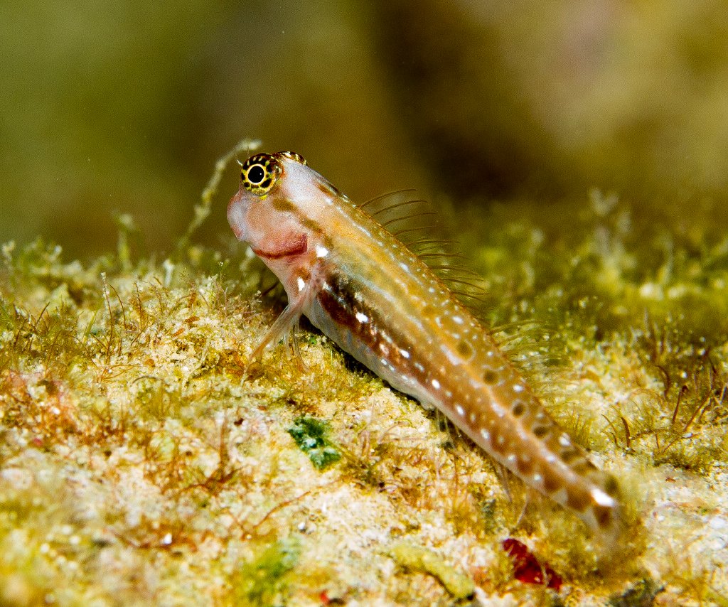 Ocular Combtooth Blenny