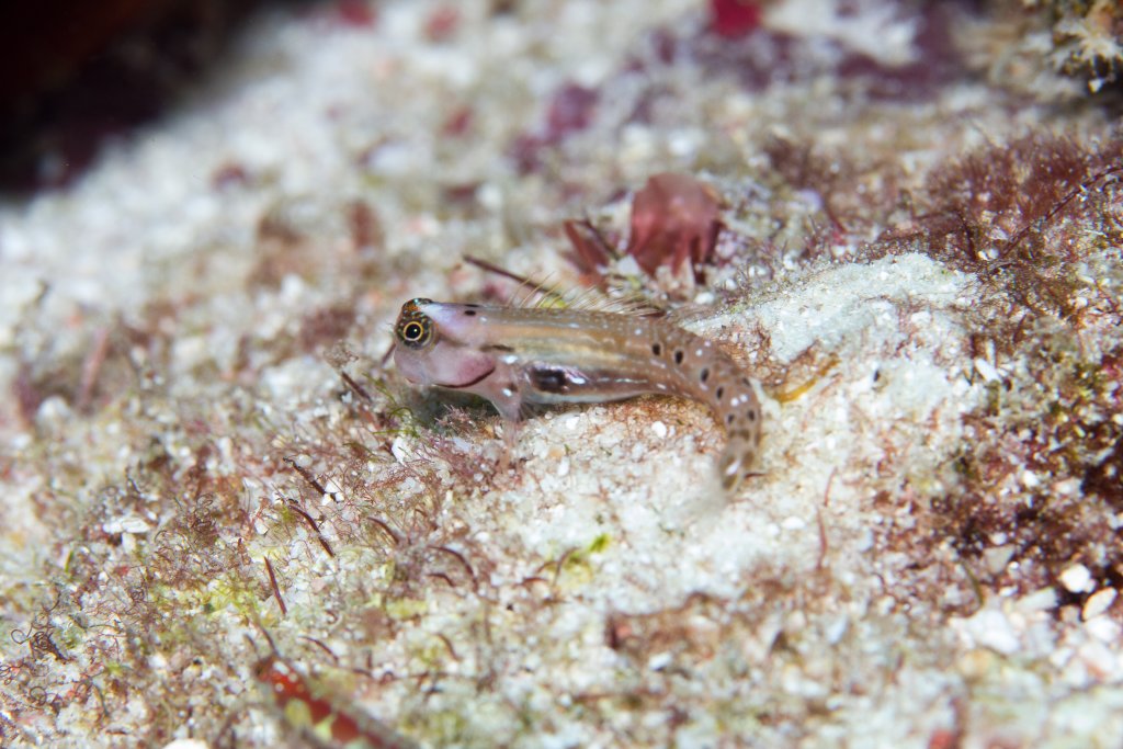 Ocular Coombtooth Blenny