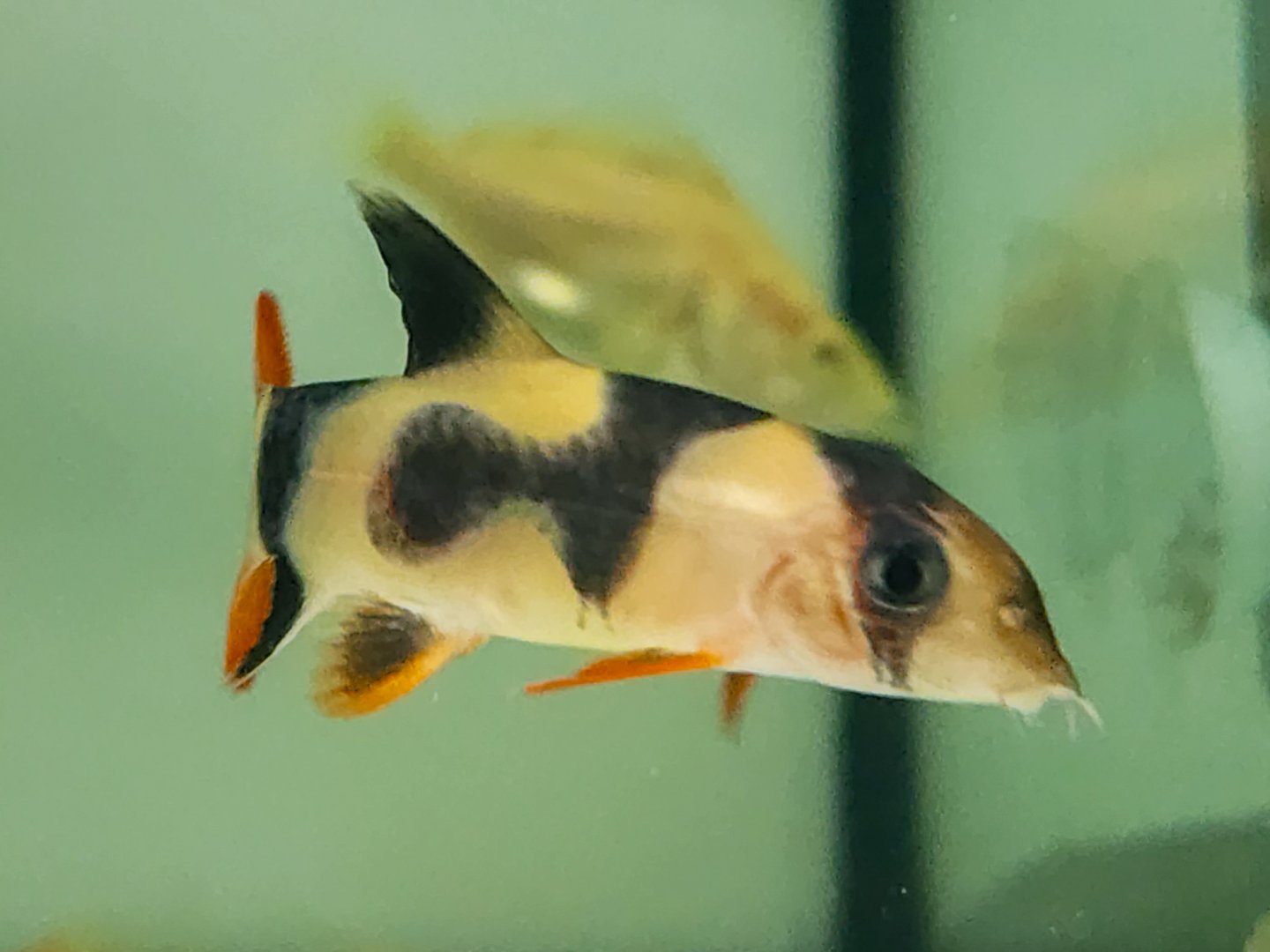 Odd-bar Clown Loach (Chromobotia macracanthus ABERRANT)