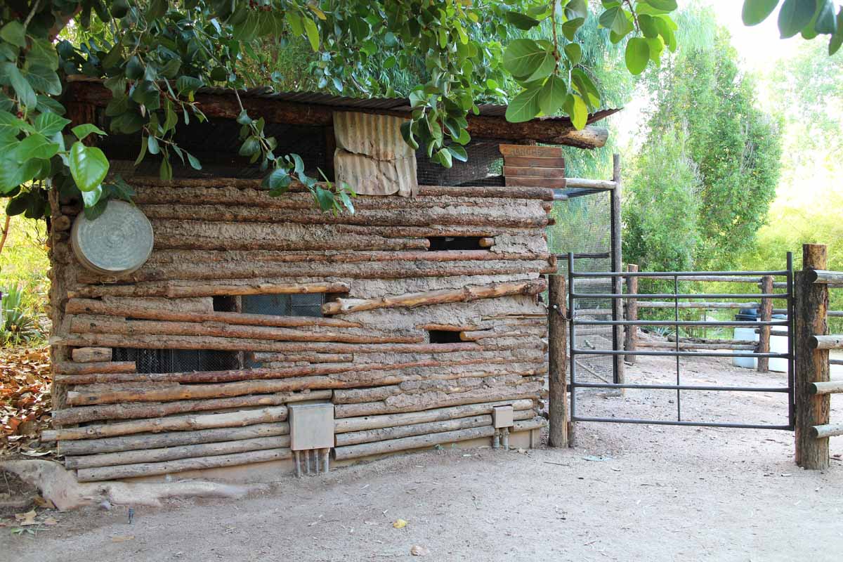 odd barn owl exhibit