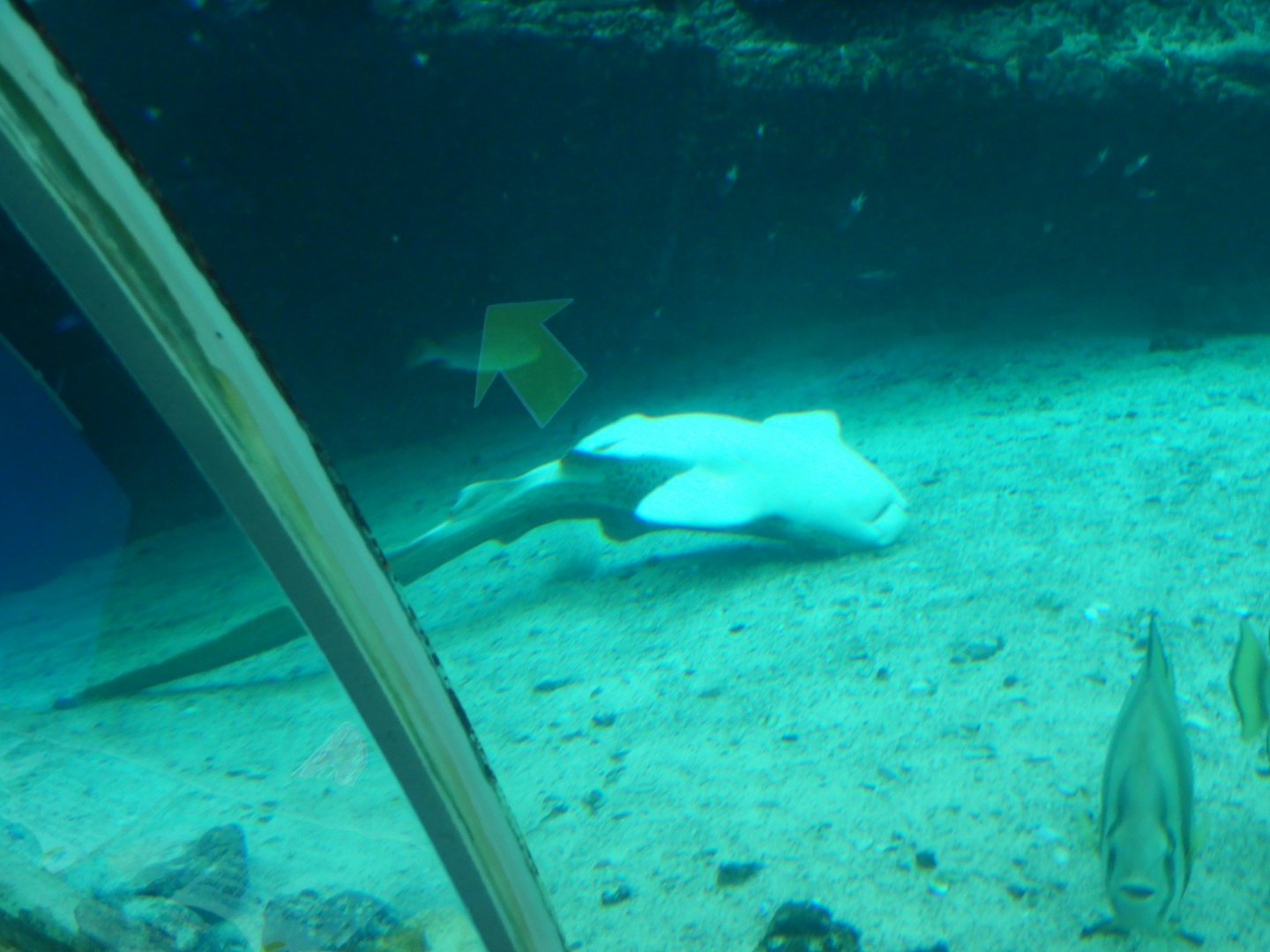 Odd behaviour from the Zebra Shark