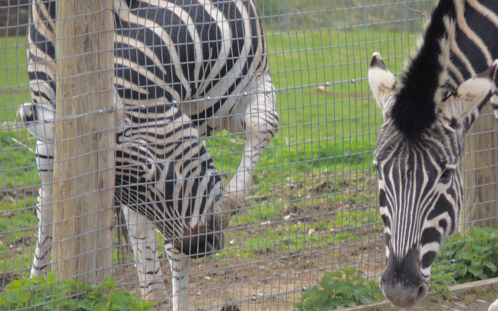 Odd Behavoiur in Chapmans Zebra