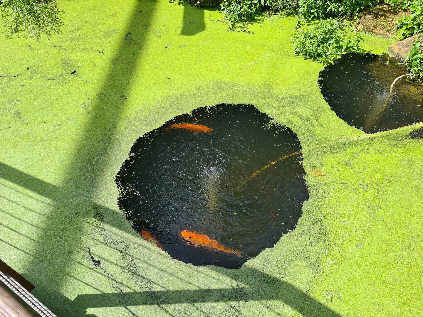 Odd birds aviary - Golden orfes