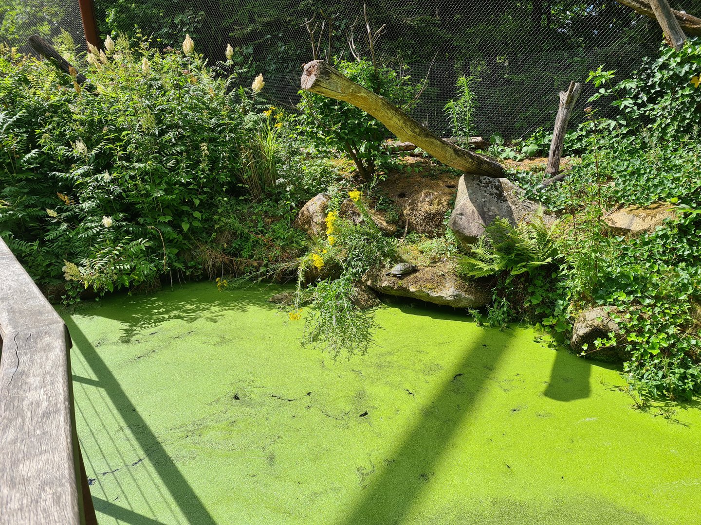 Odd birds aviary - Pond with sliders and orfes