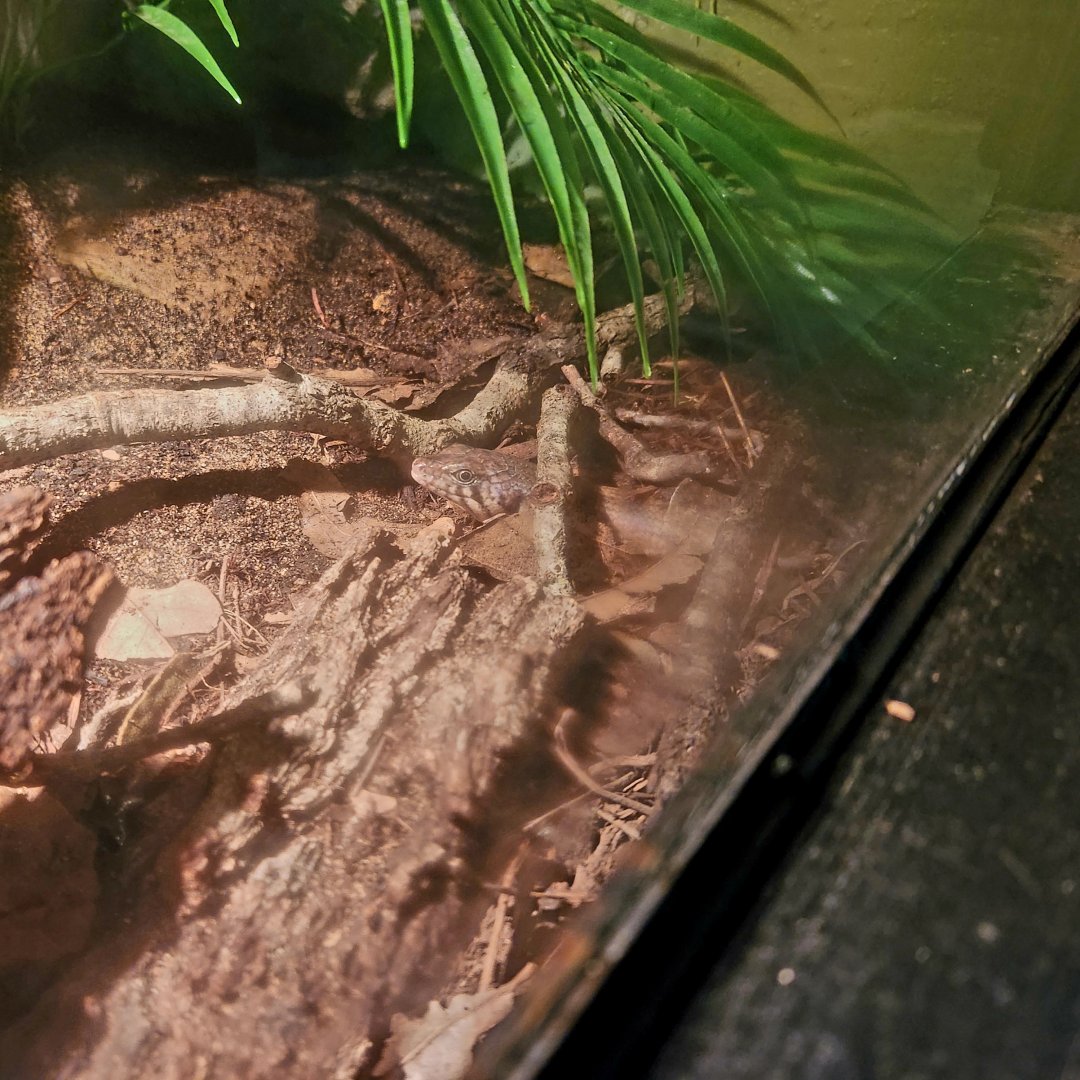 Odd-Chinned Skink (Eugongylus mentovarius)