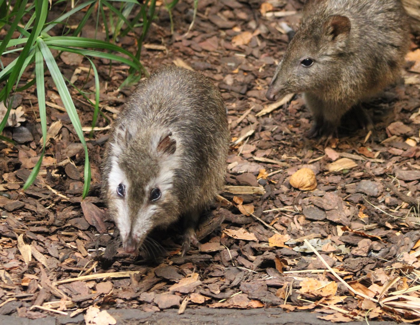 Odd-colored Long-nosed potoroo ( and a normal-colored one )