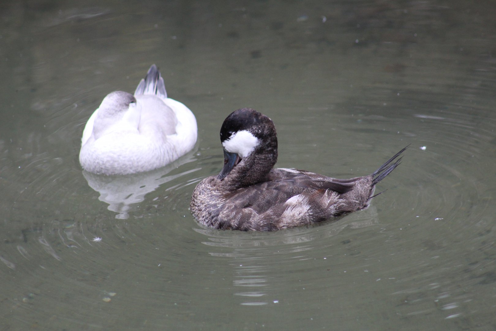 Odd Colored Ruddy Ducks