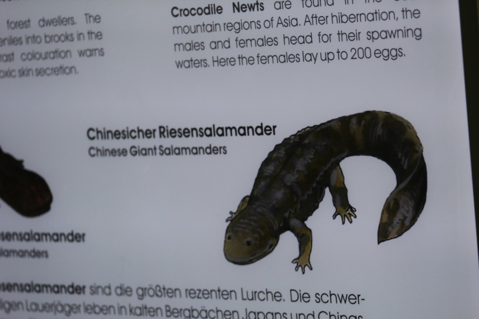 Odd-Looking Giant Salamander
