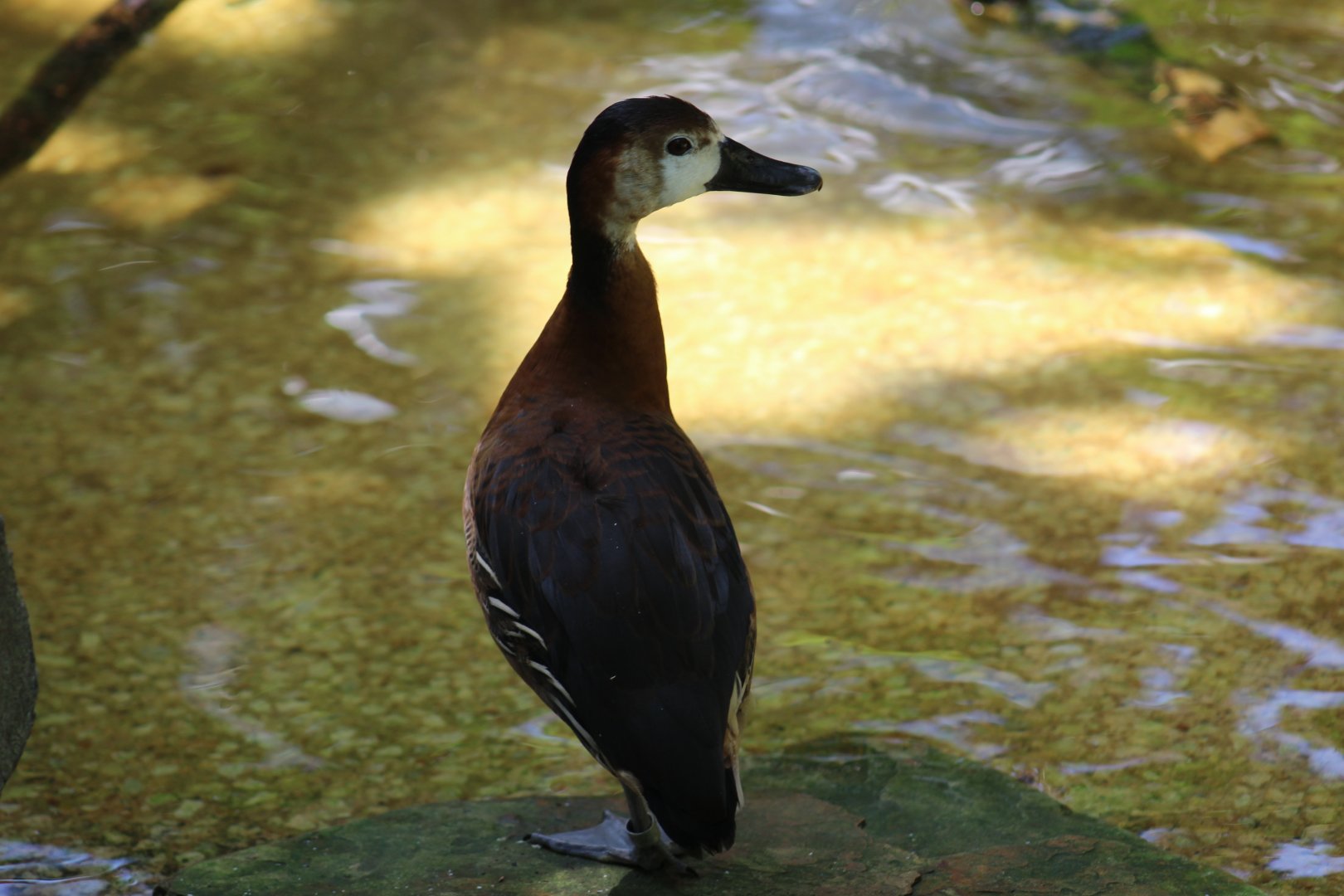 Odd-Looking Whistling-Duck