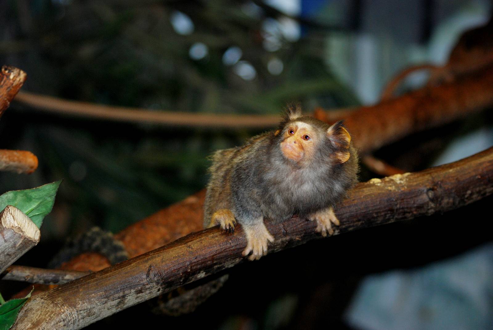 Odd Marmoset at Paradise WP, 01/09/13