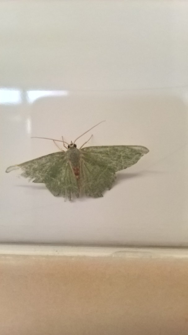 Odd moth, any ideas?