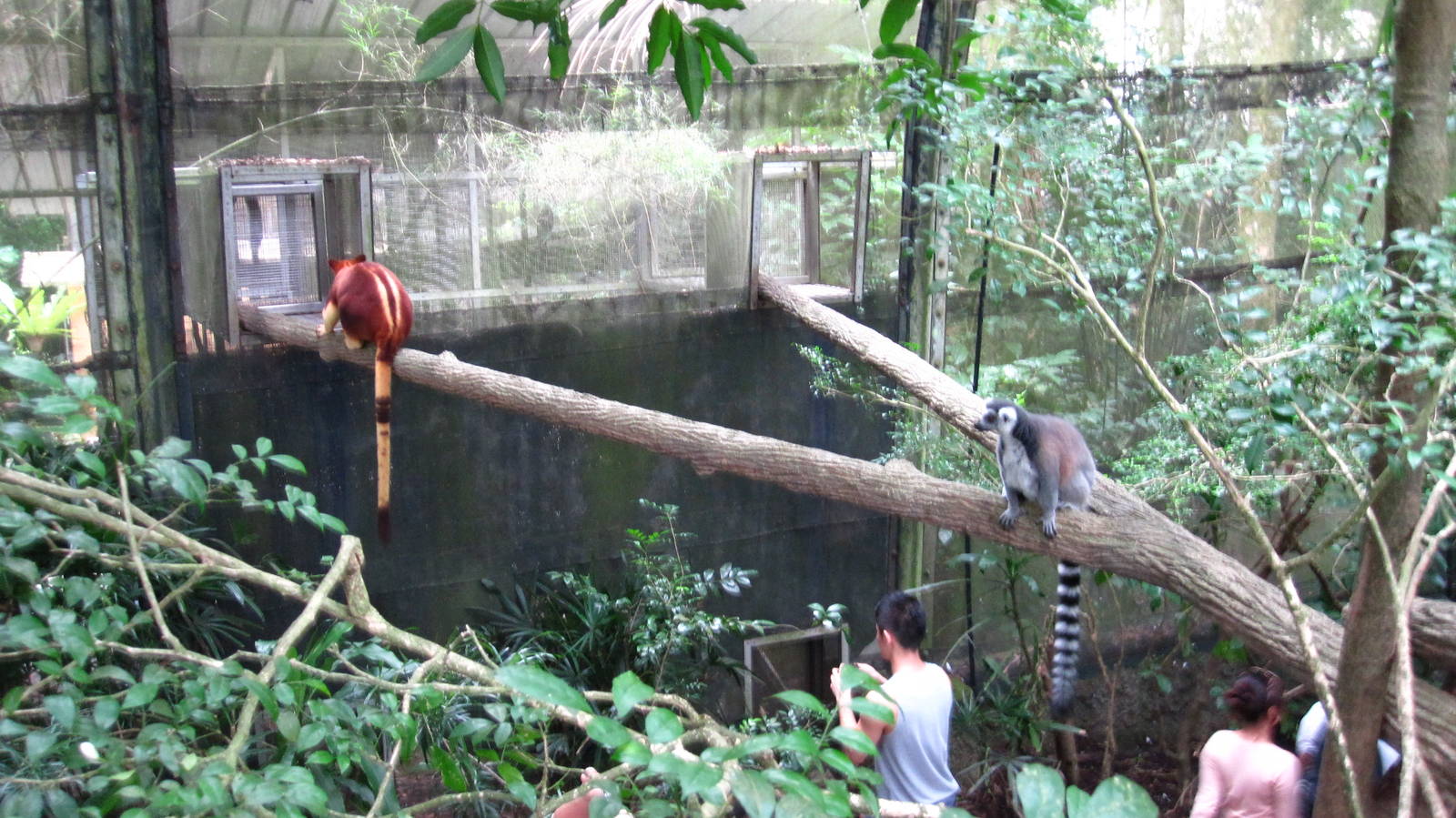 Odd neighbours, Fragile Forest -Singapore Zoo