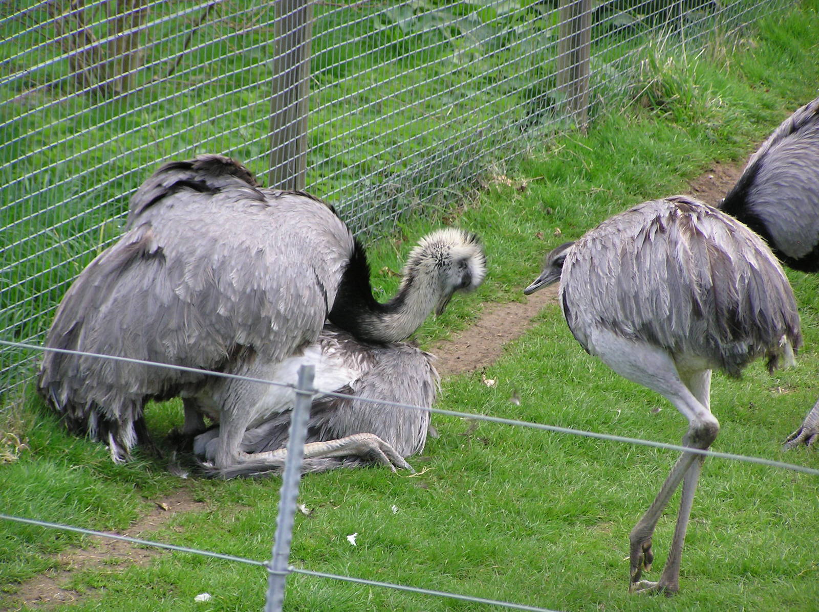 Odd Rhea Mating