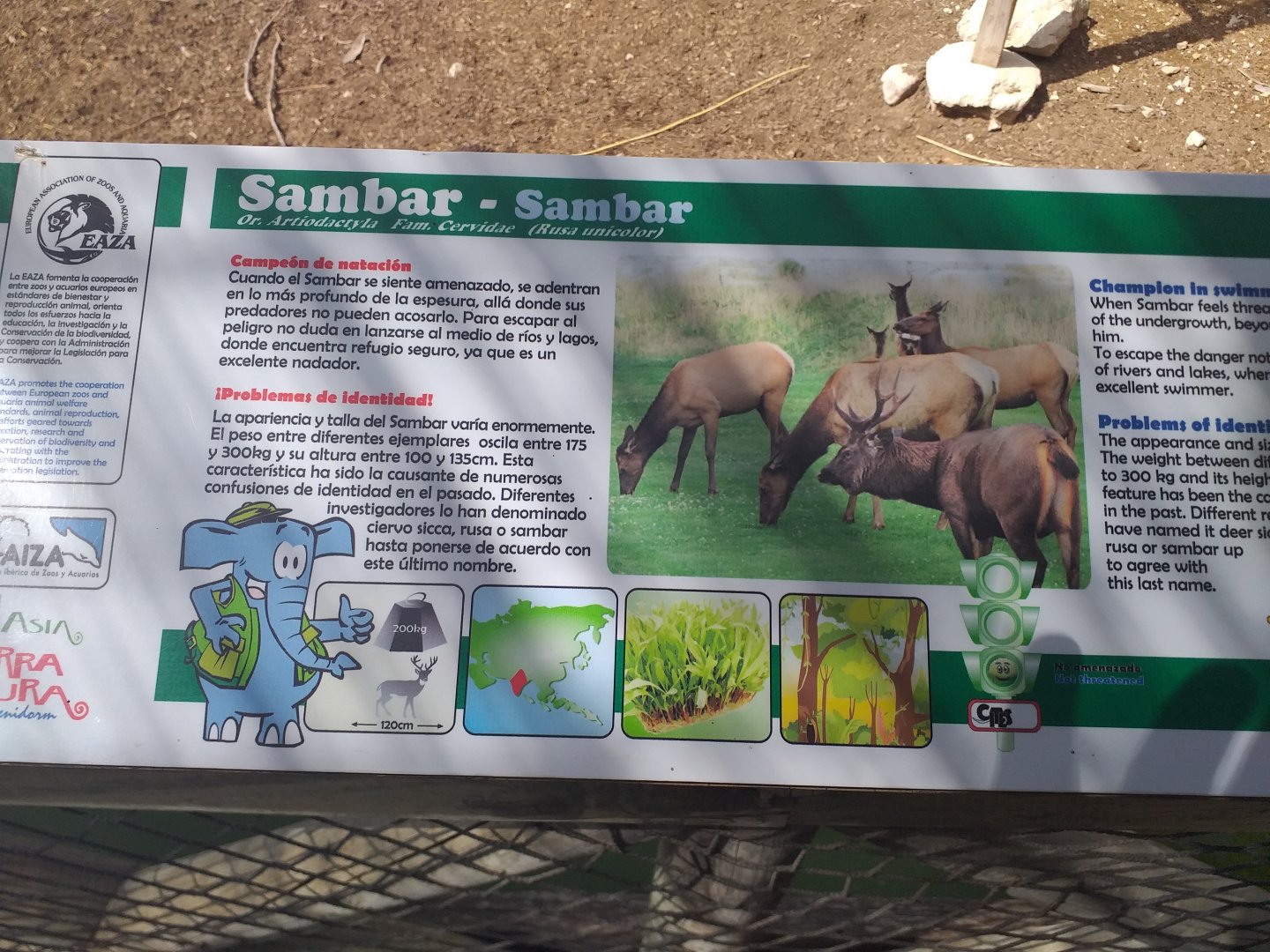 Odd sambars -TerraNatura Benidorm (2021)