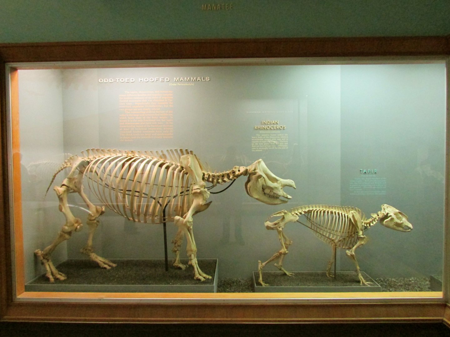 Odd-Toed Hoofed Mammals