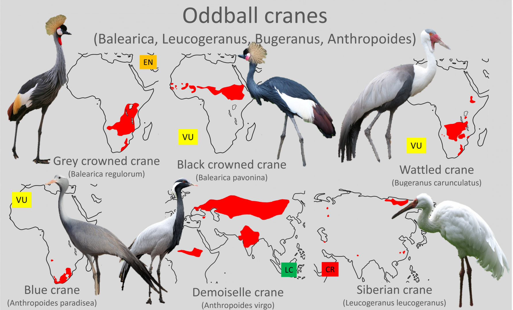 "Oddball" cranes distribution maps