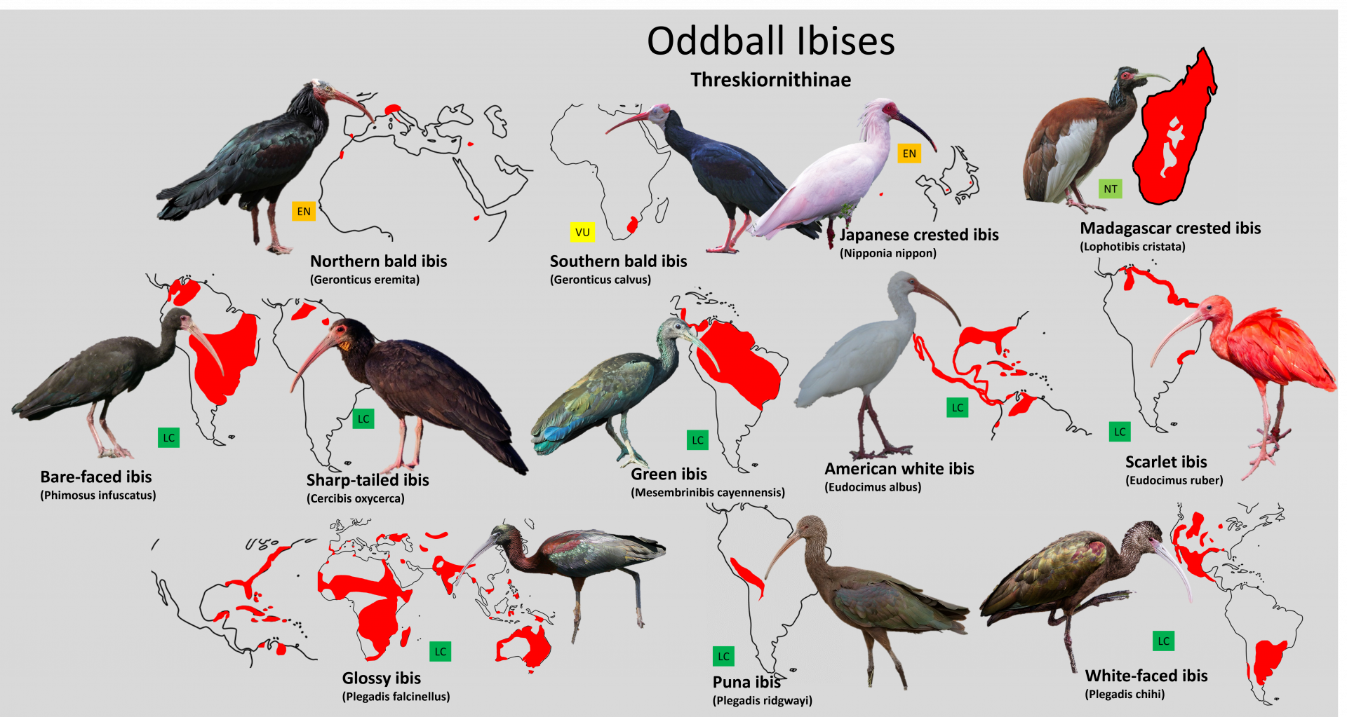 Oddball ibis distribution maps