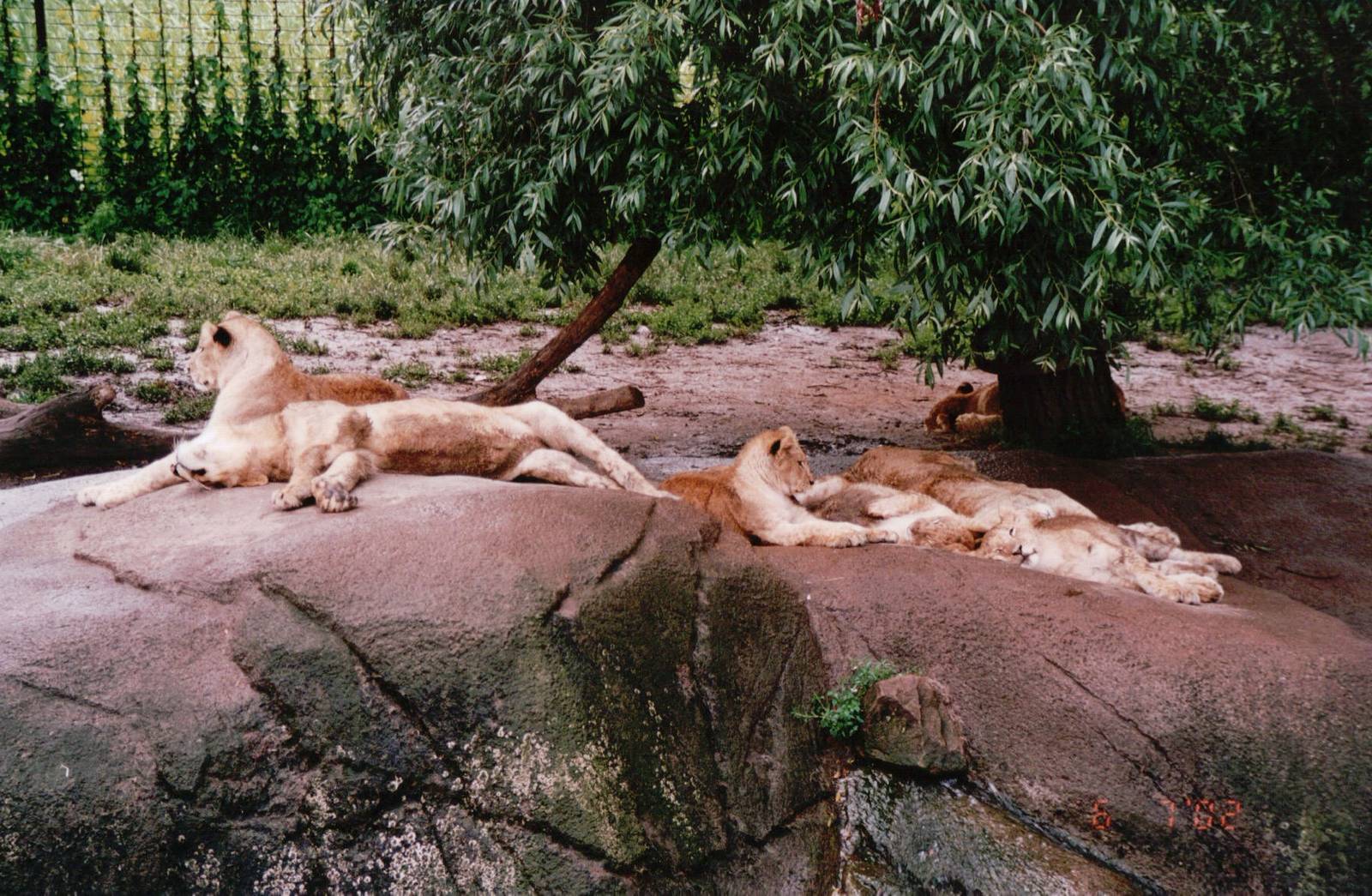 Odense Zoo 2002 - African Lions