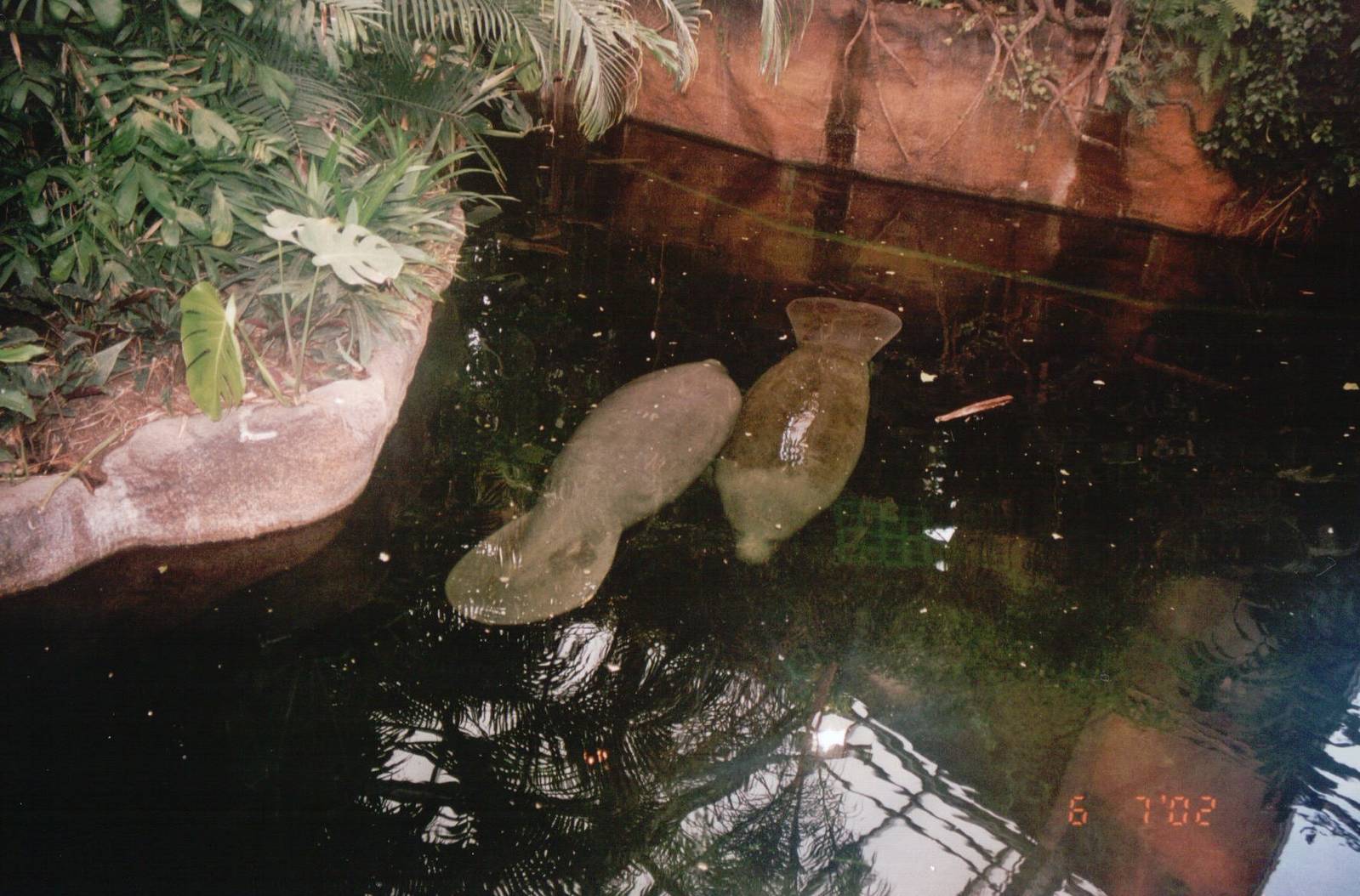 Odense Zoo 2002 - Caribbean Manatees