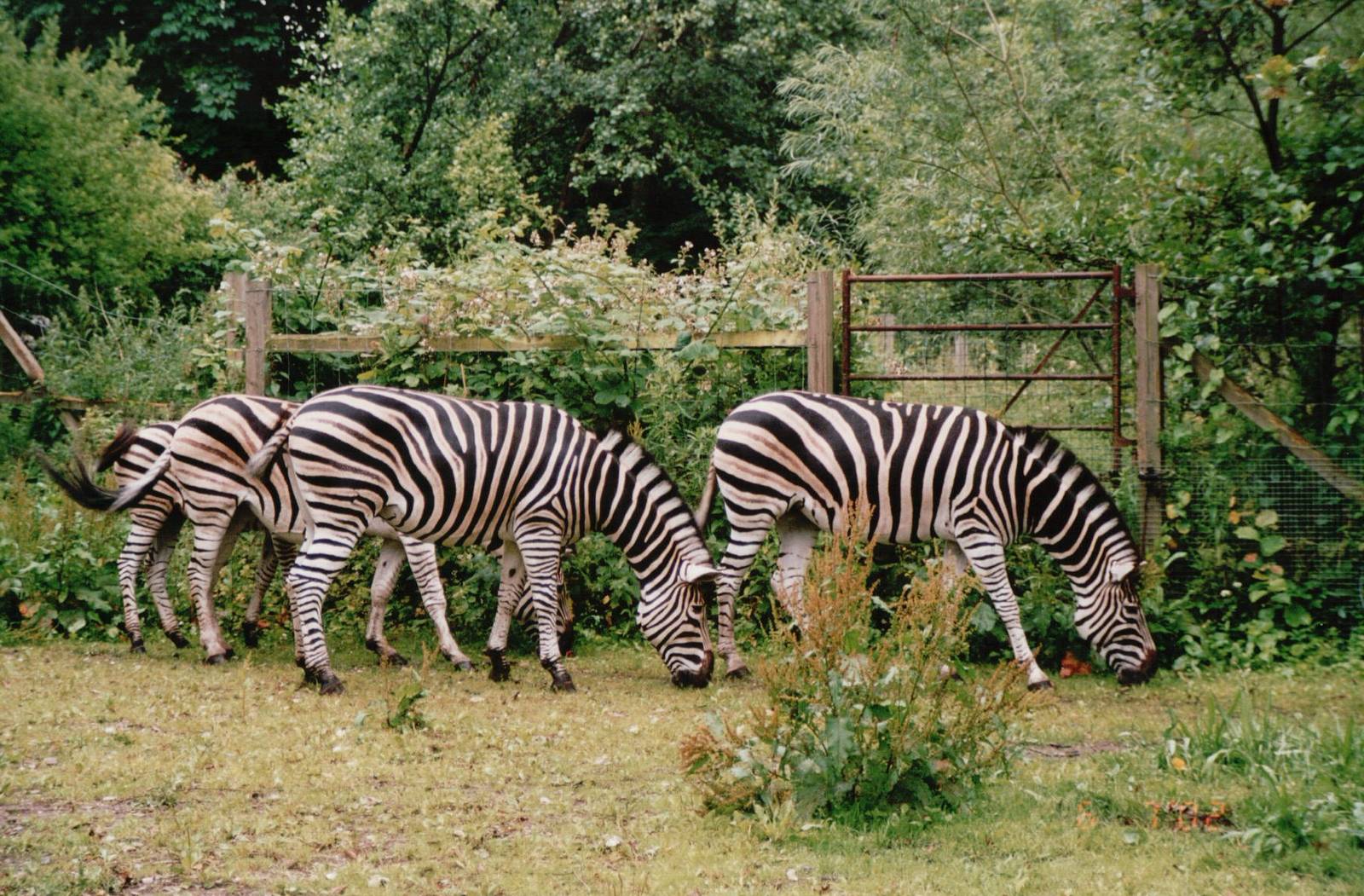 Odense Zoo 2002 - Chapmans Zebra