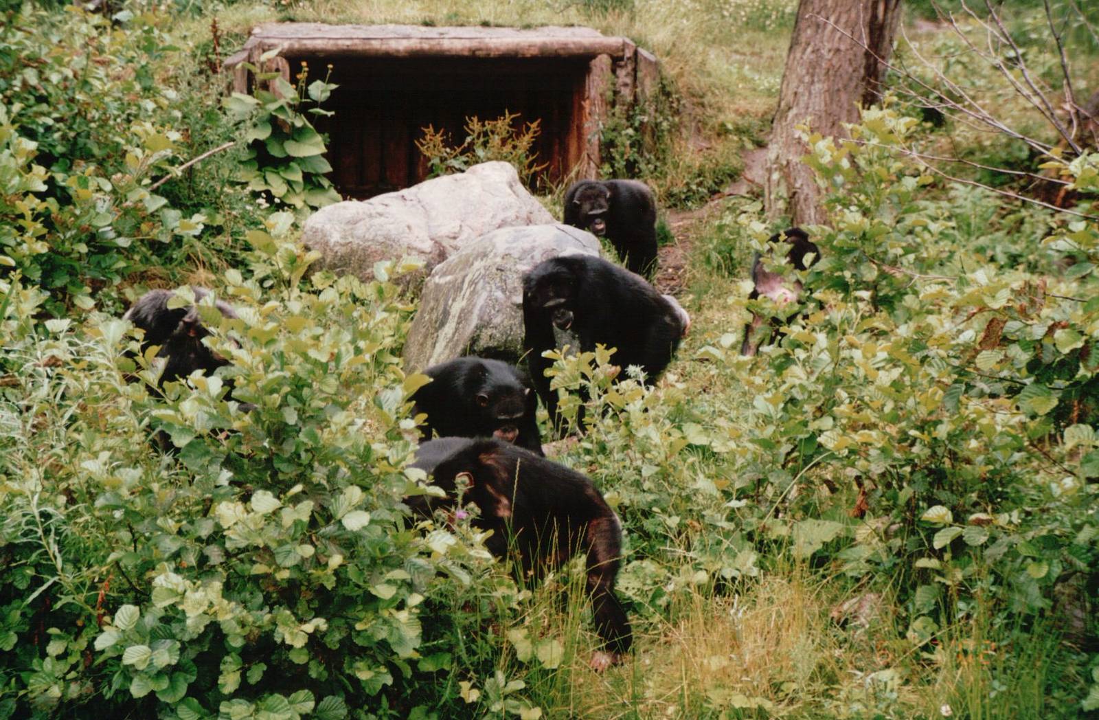 Odense Zoo 2002 - Chimpanzees