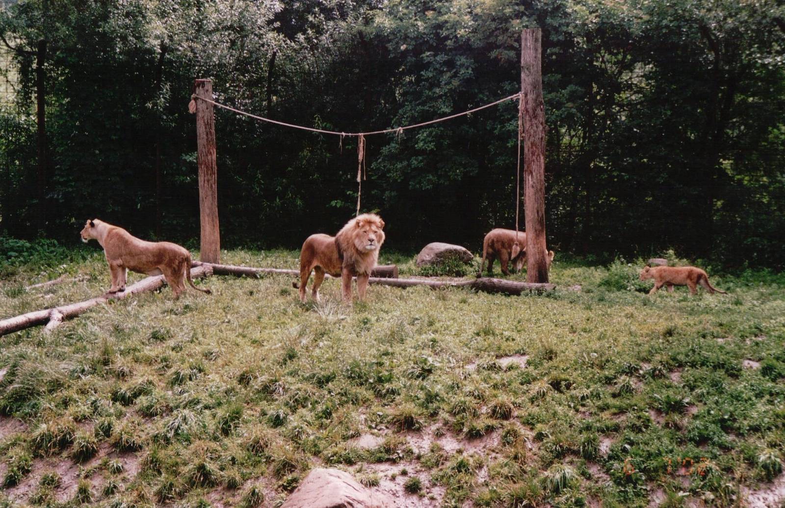 Odense Zoo 2002 - Part of the African Lion exhibit