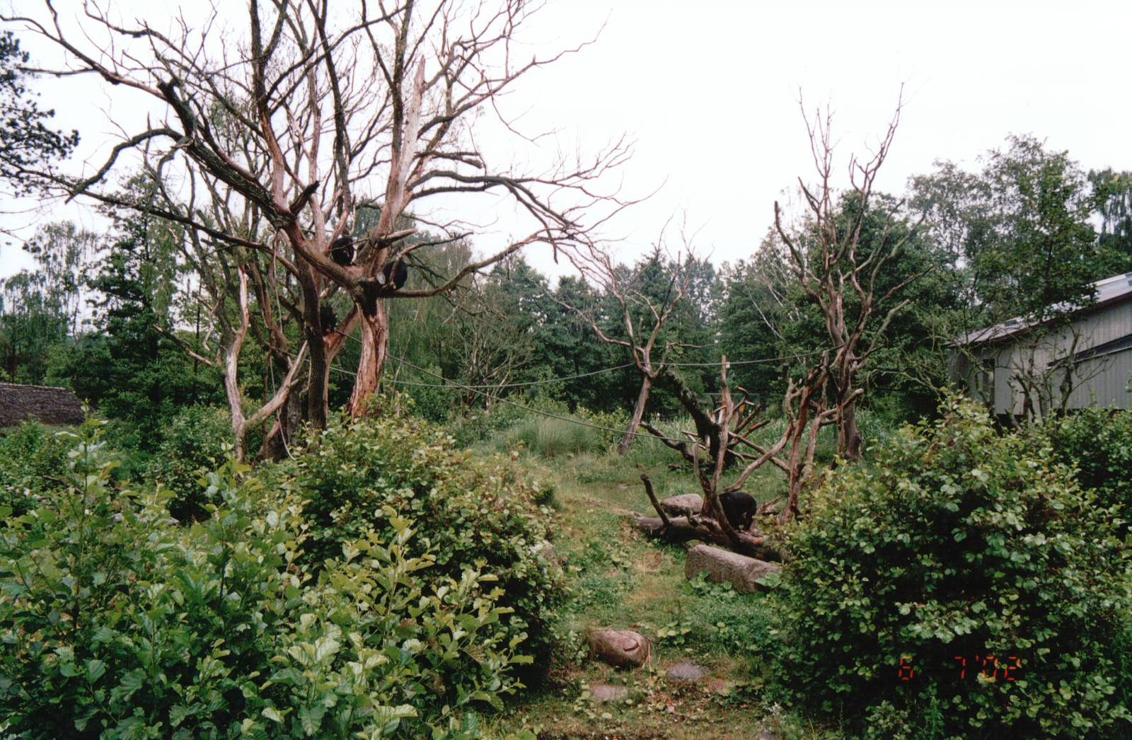 Odense Zoo 2002 - Part of the brilliant Chimpanzee exhibit