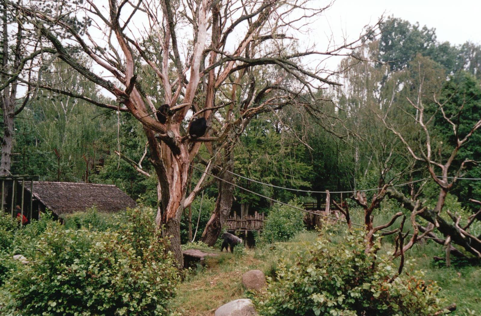 Odense Zoo 2002 - Part of the brilliant Chimpanzee exhibit