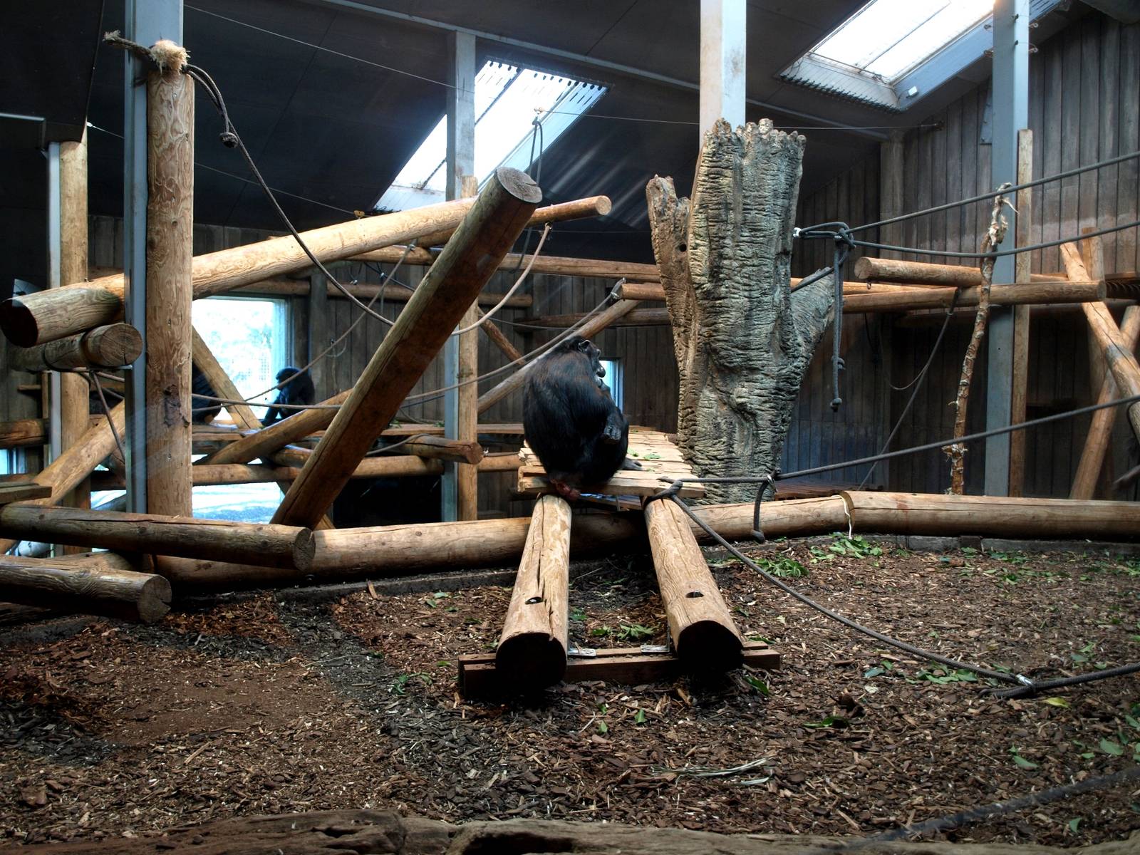 Odense Zoo - Chimpanzee House