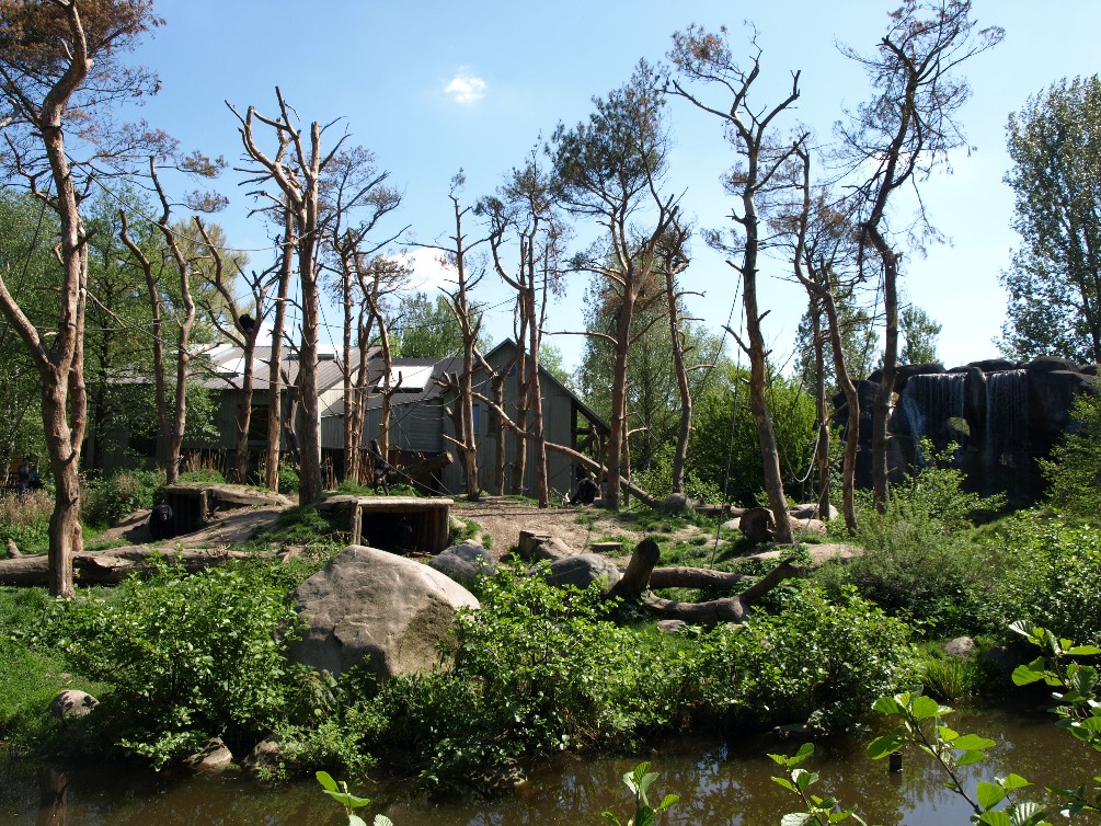 Odense Zoo - Chimpanzee island