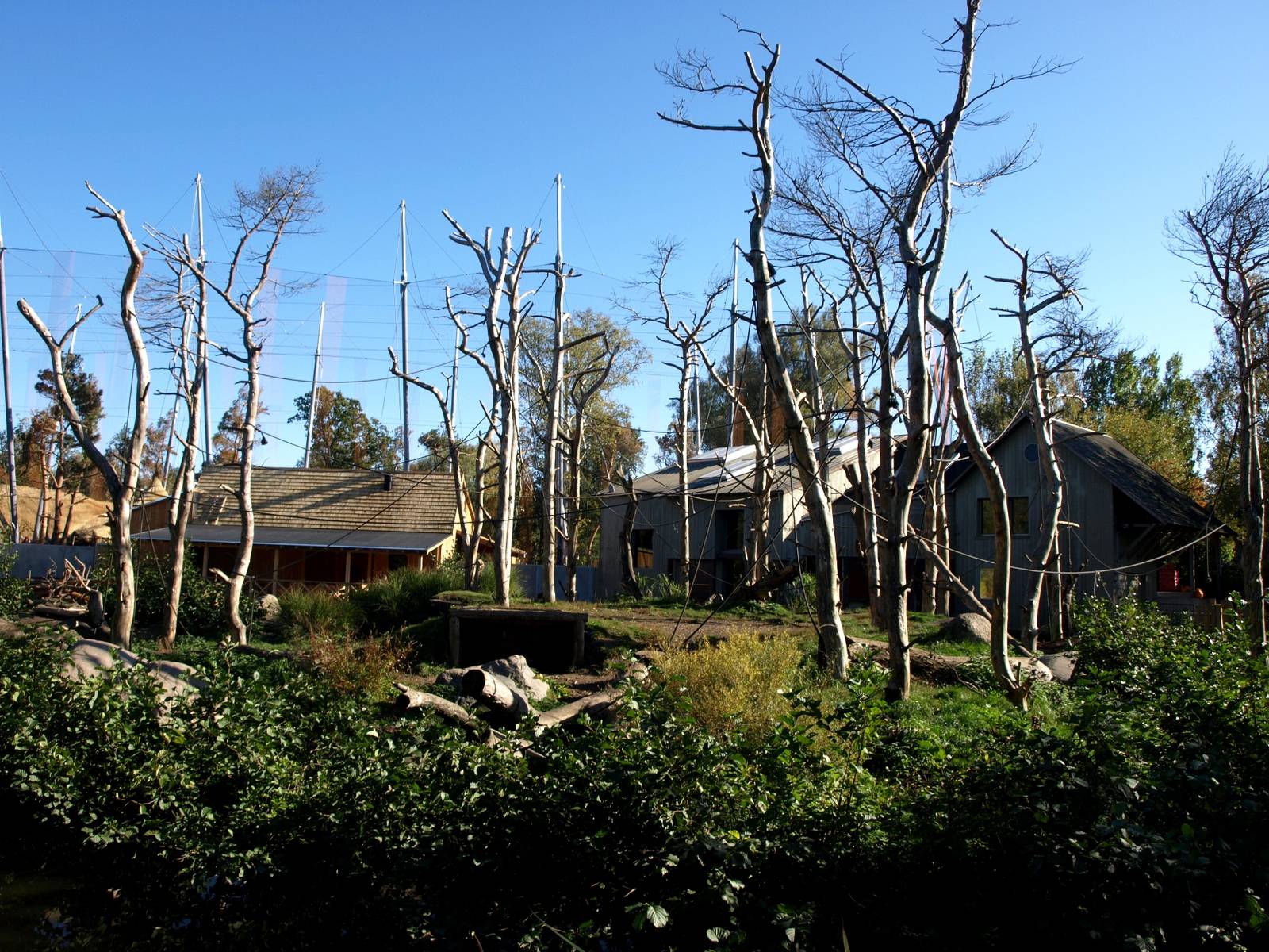 Odense Zoo - Chimpanzee Island