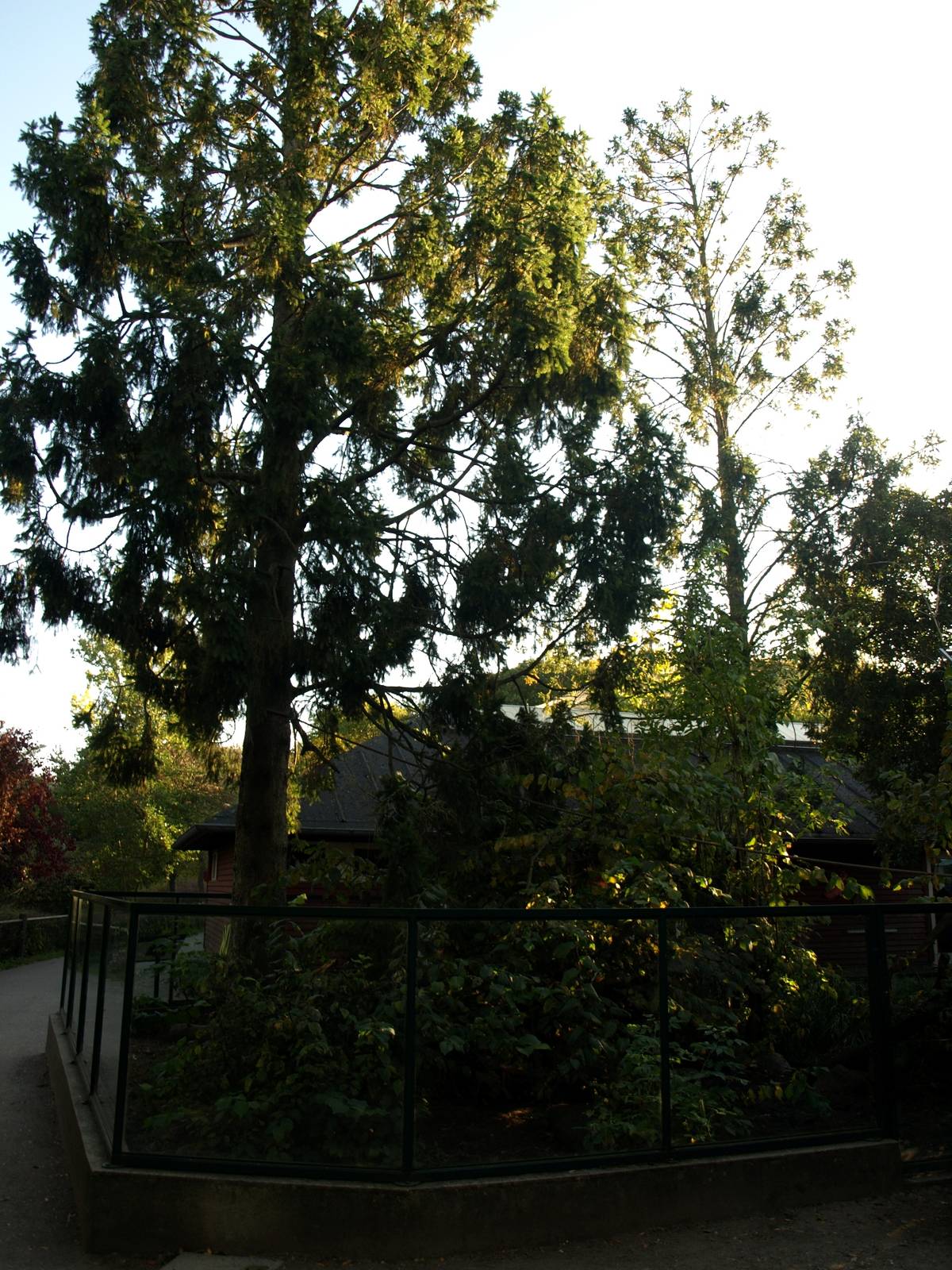 Odense Zoo - Coati exhibit