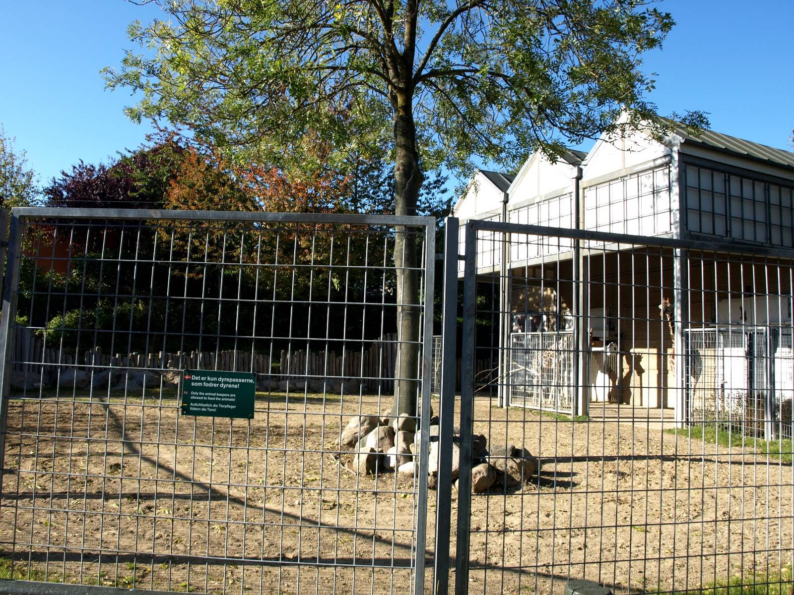 Odense Zoo - Giraffe exhibit