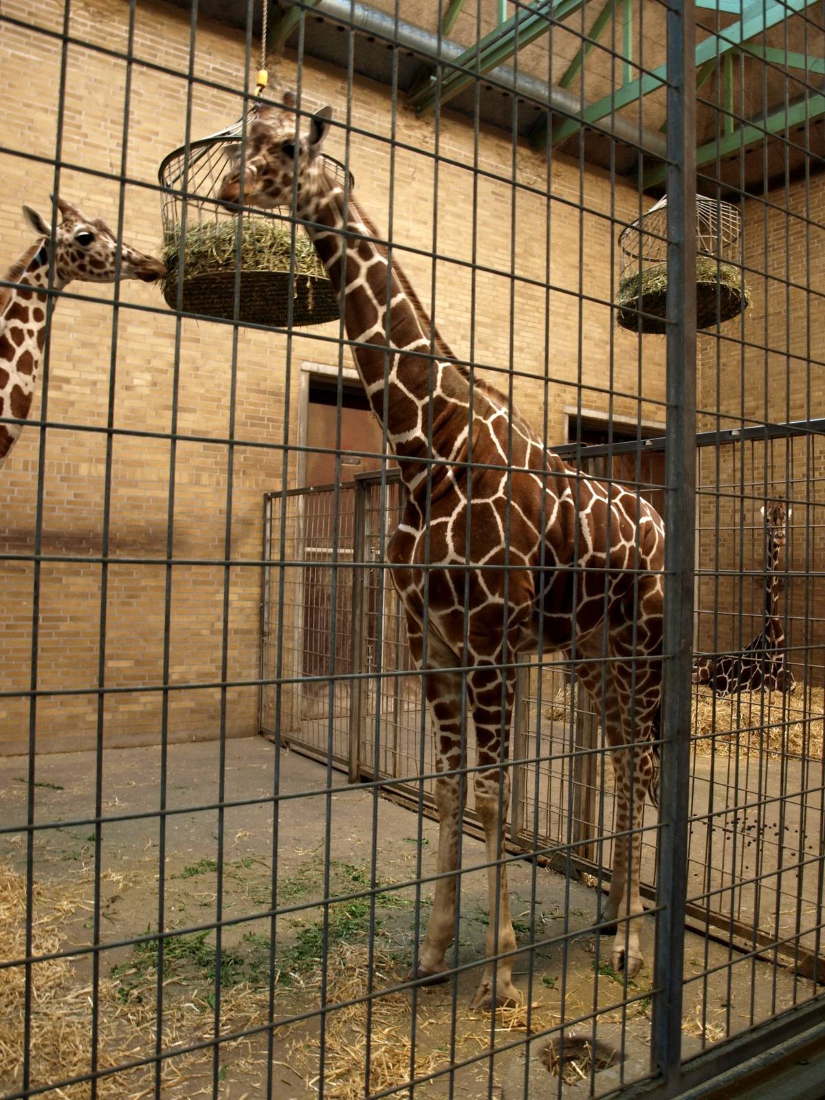 Odense Zoo - Giraffe House