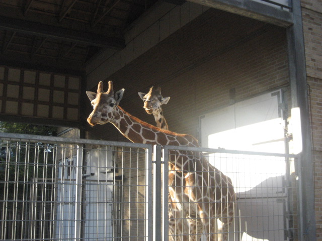 Odense Zoo - Giraffes