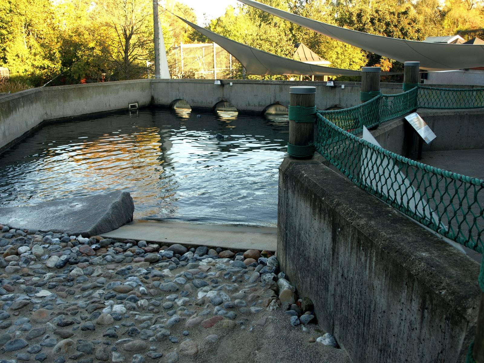 Odense Zoo - Harbour seal exhibit