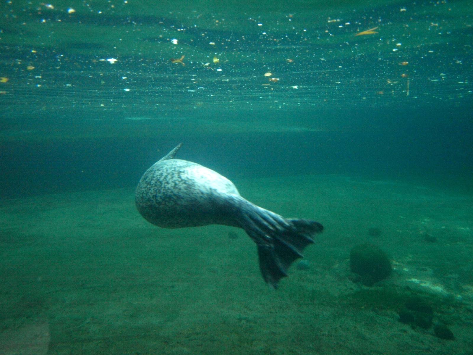 Odense Zoo - Harbour seal pool