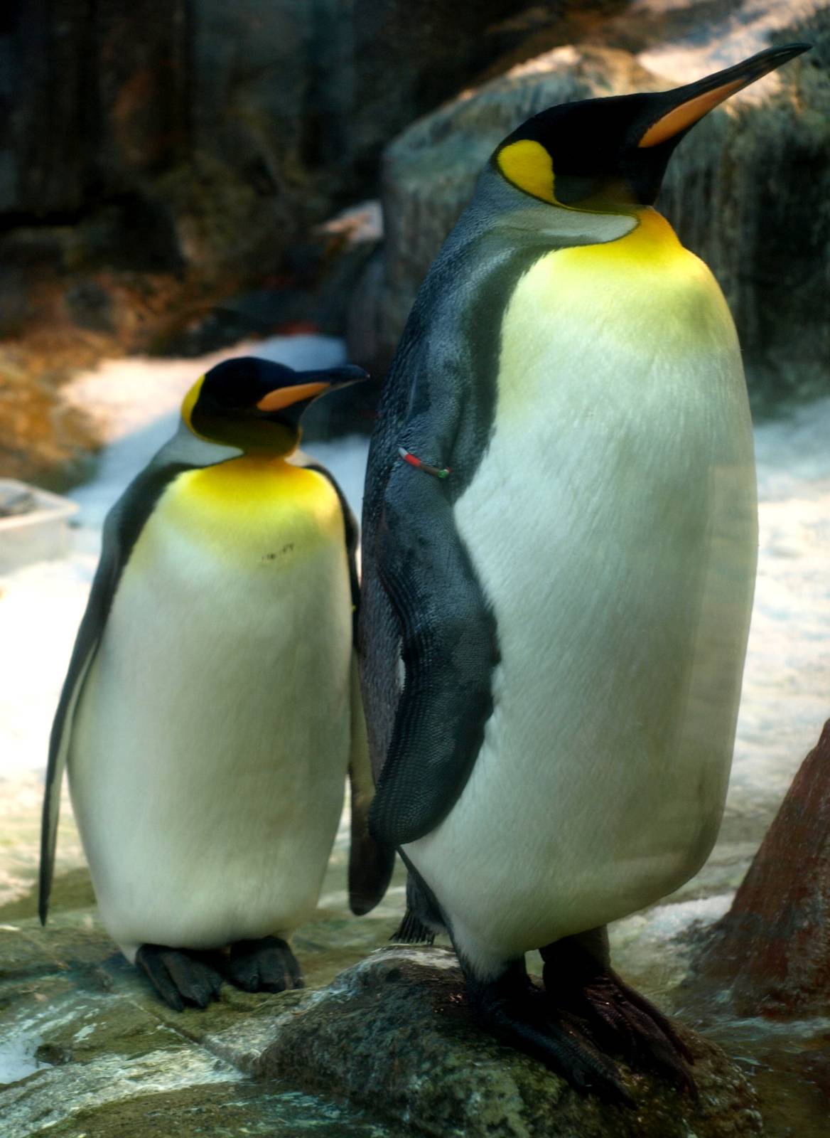 Odense Zoo - King penguins