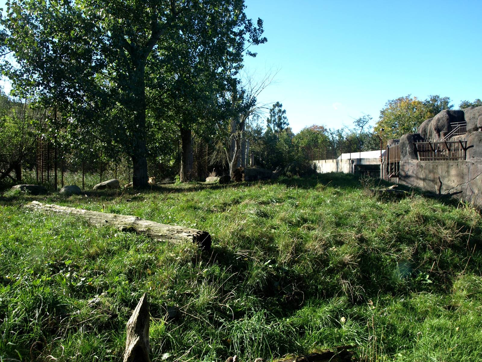 Odense Zoo - Lion exhibit