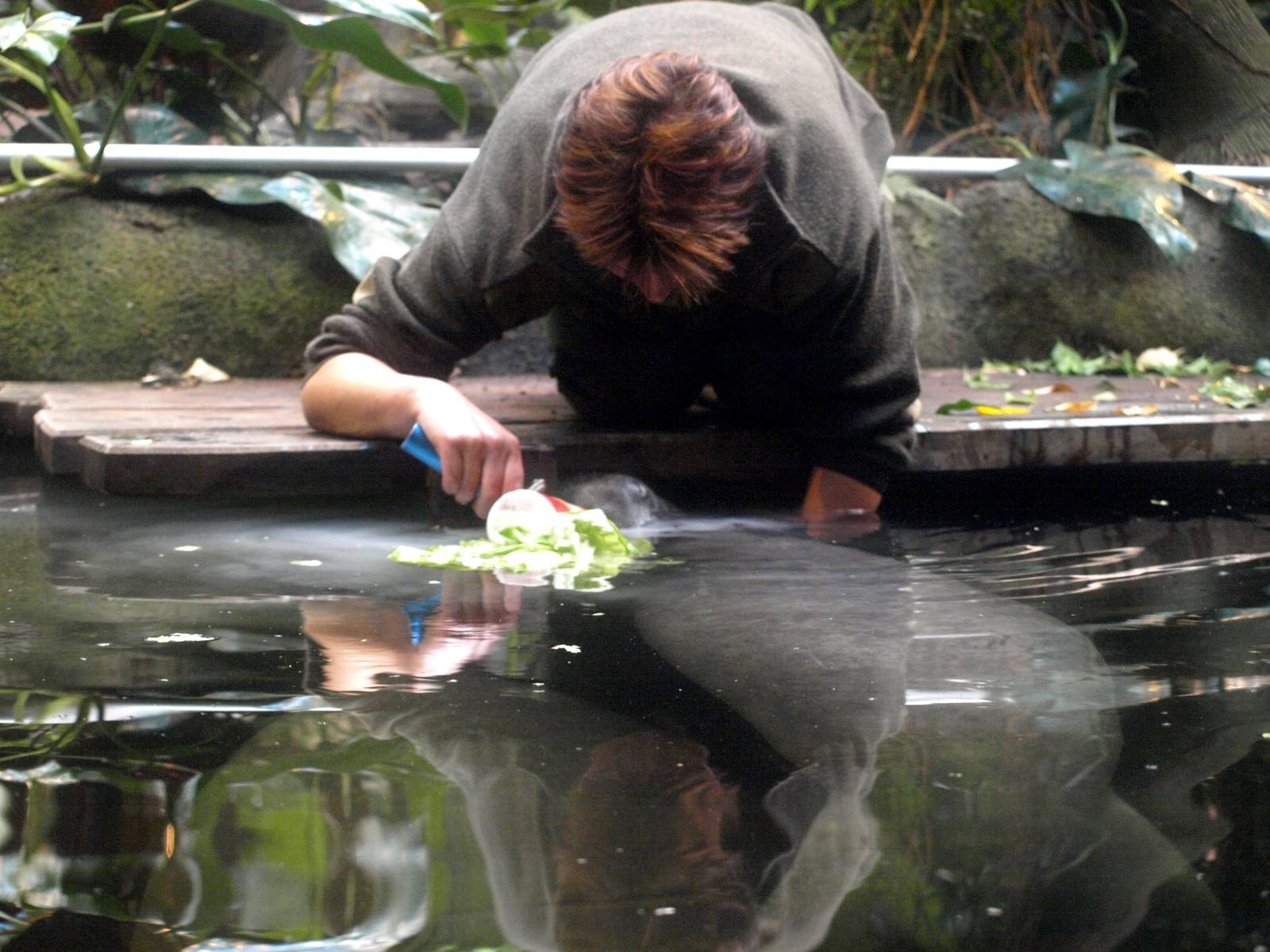 Odense Zoo - Manatee feeding