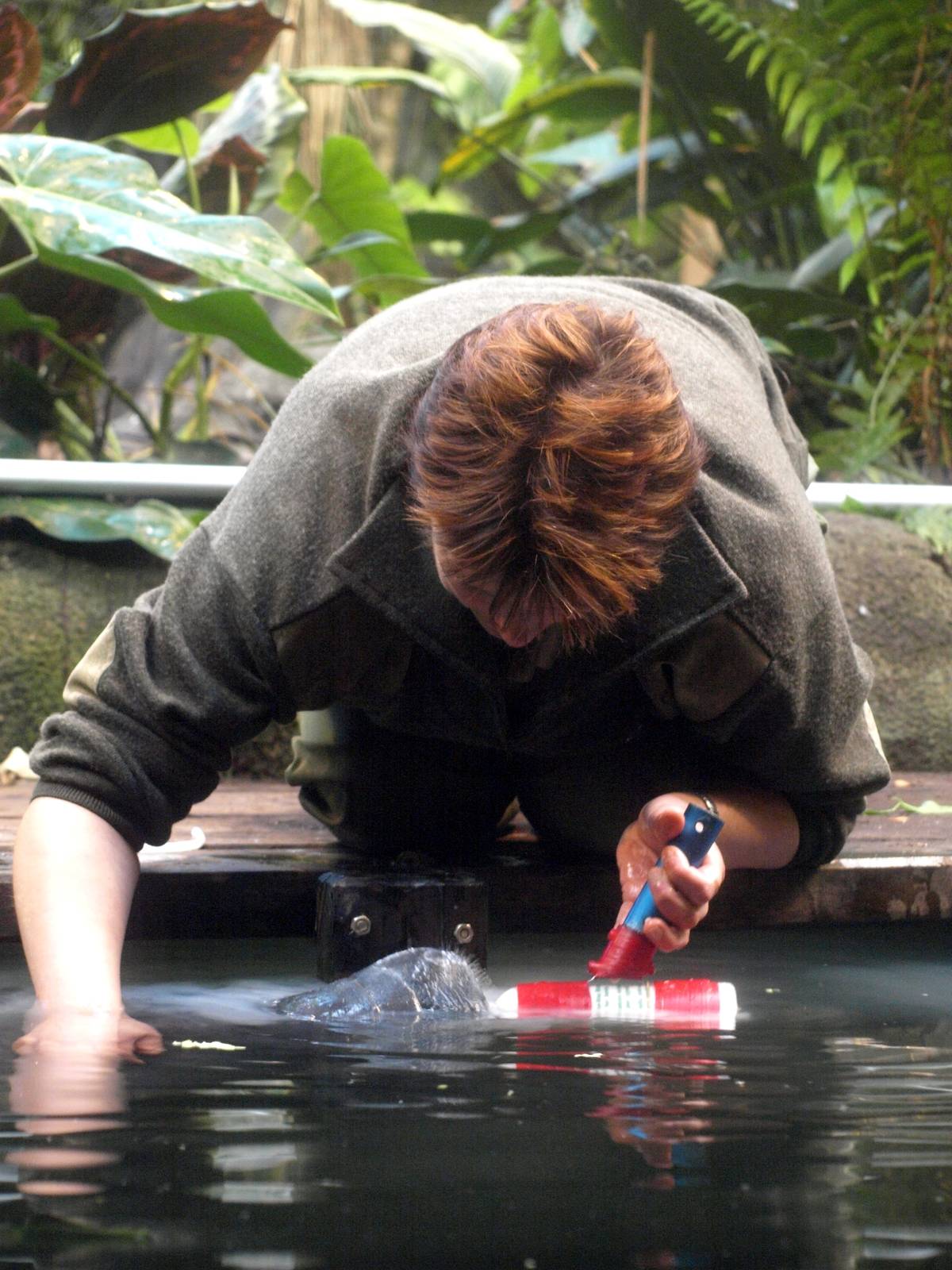 Odense Zoo - Manatee feeding