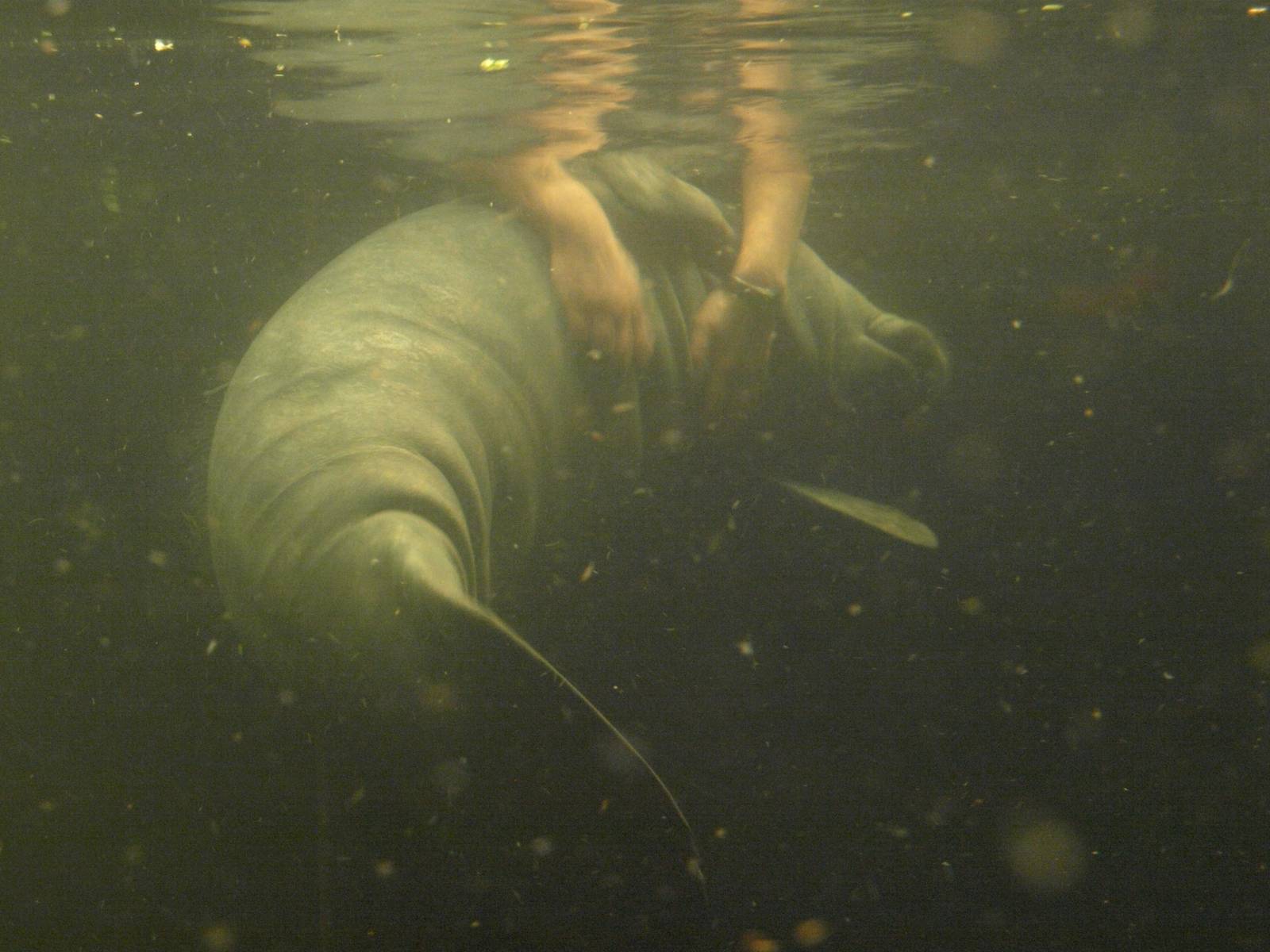 Odense Zoo - Manatee feeding