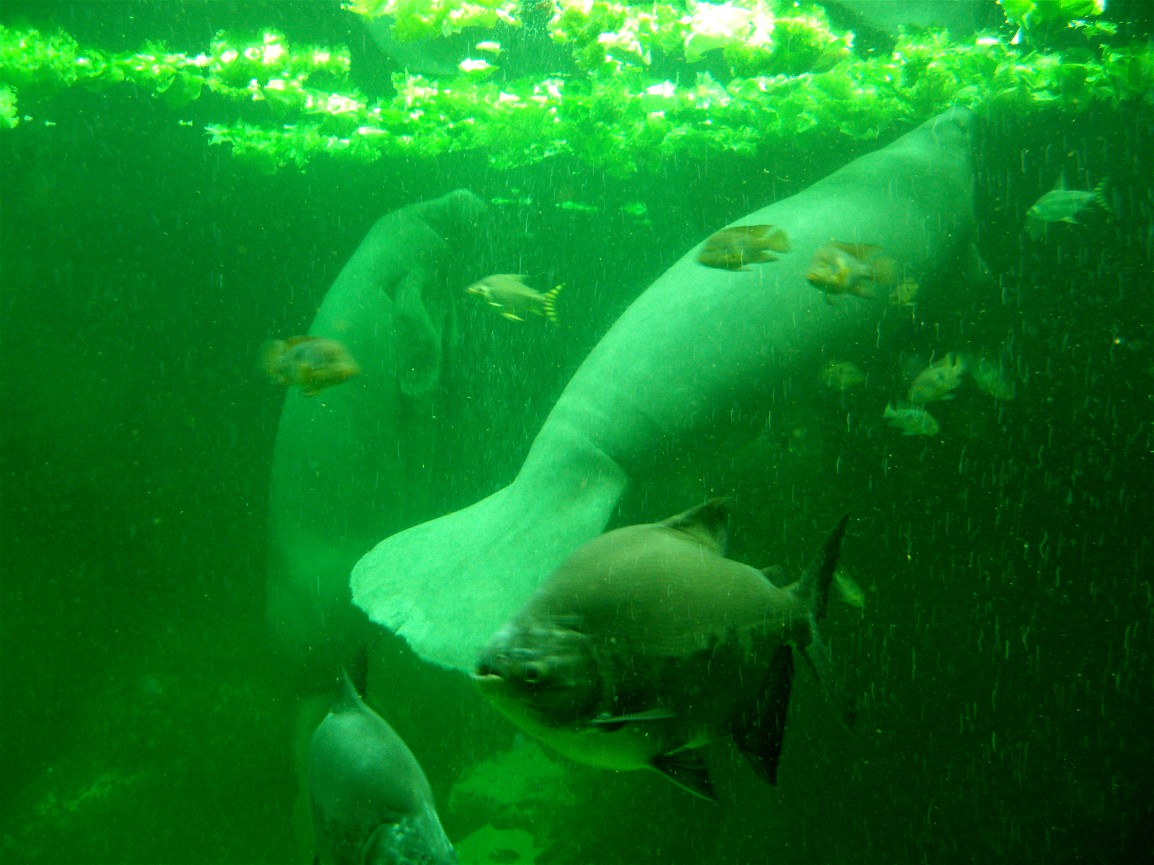 Odense Zoo - Manatees