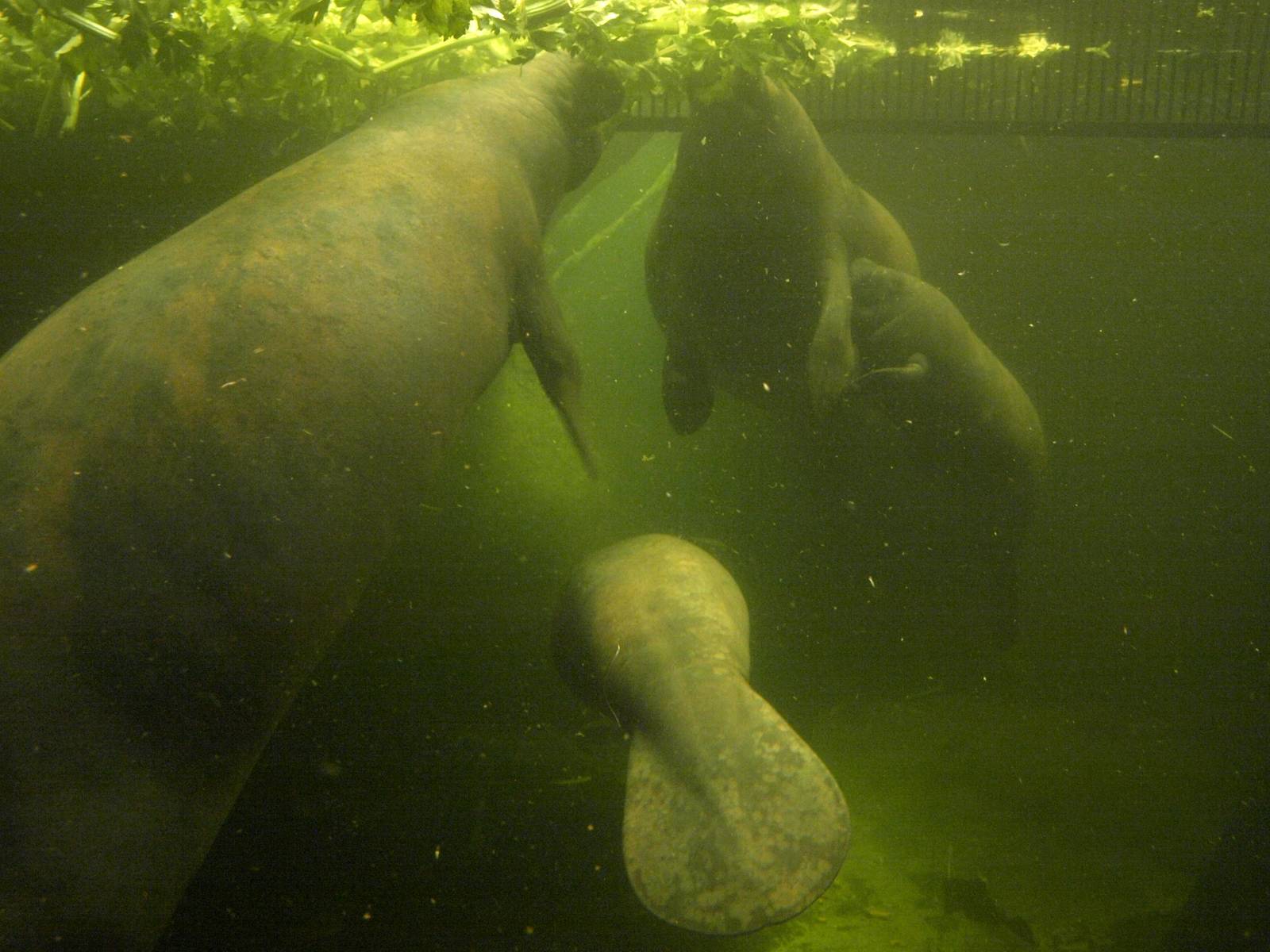 Odense Zoo - Manatees