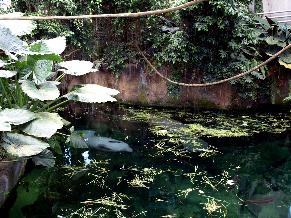 Odense Zoo - Oceanium