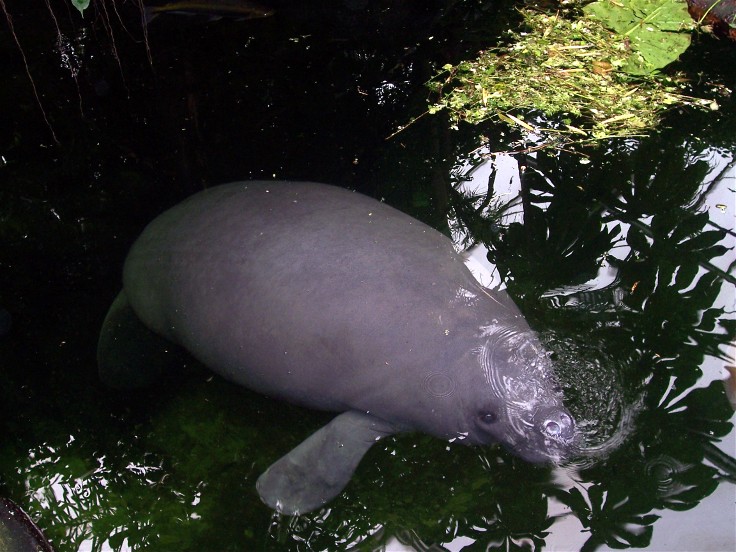 Odense Zoo - Oceanium