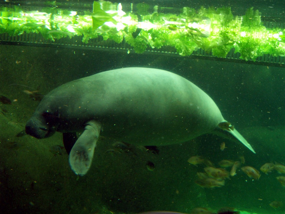 Odense Zoo - Oceanium