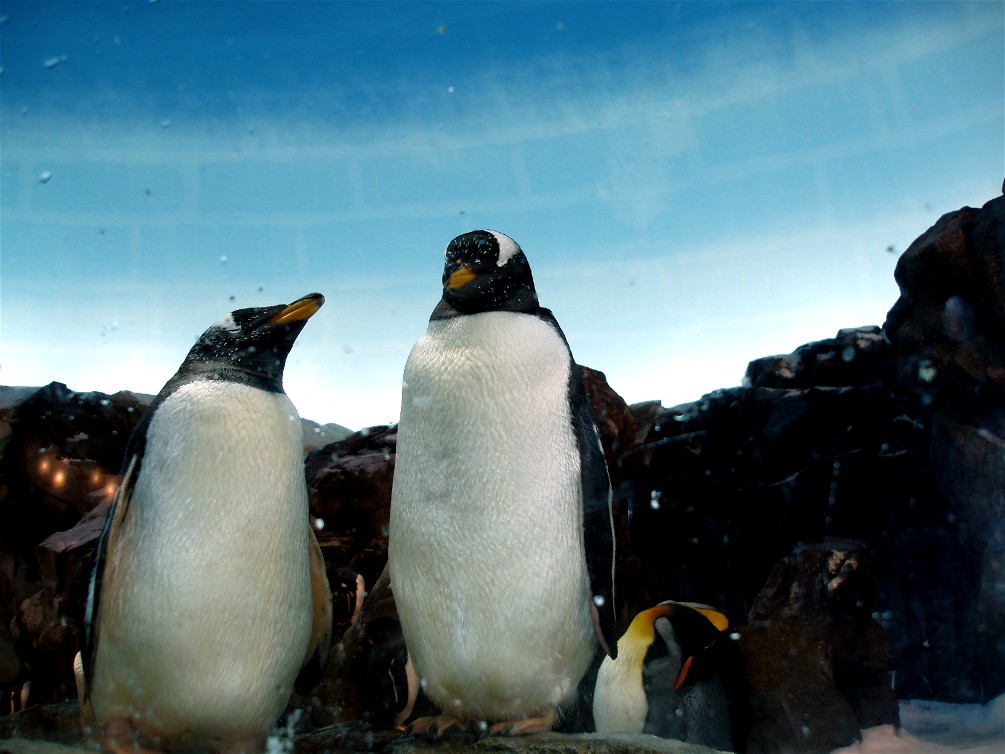 Odense Zoo - Oceanium